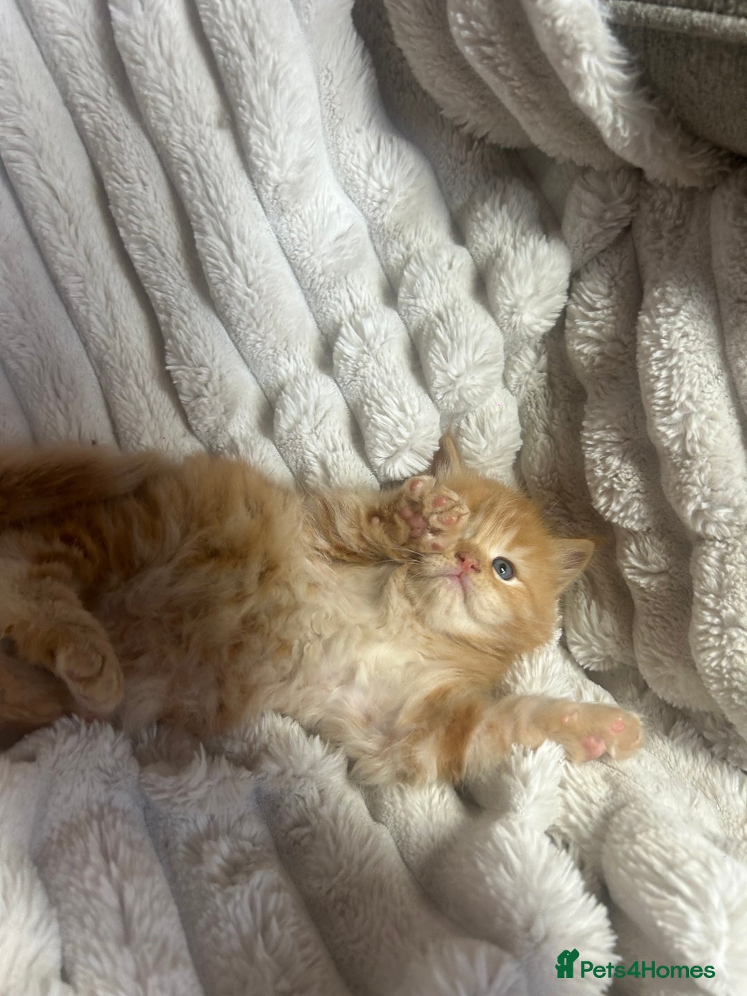 Ragcoon cats for sale: ⭐️RAGCOON FEMALE ⭐️ READY NOW - Image 12