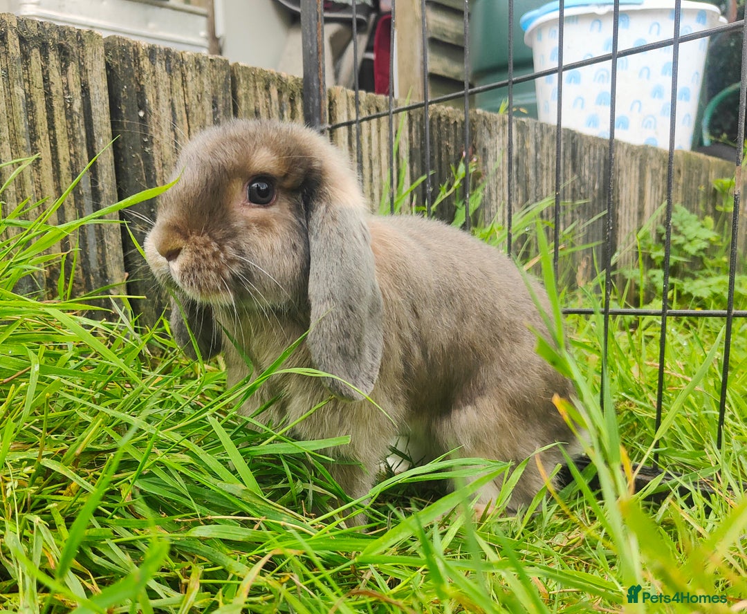 Mini Lop rabbits for sale: Mini lop  - Image 7