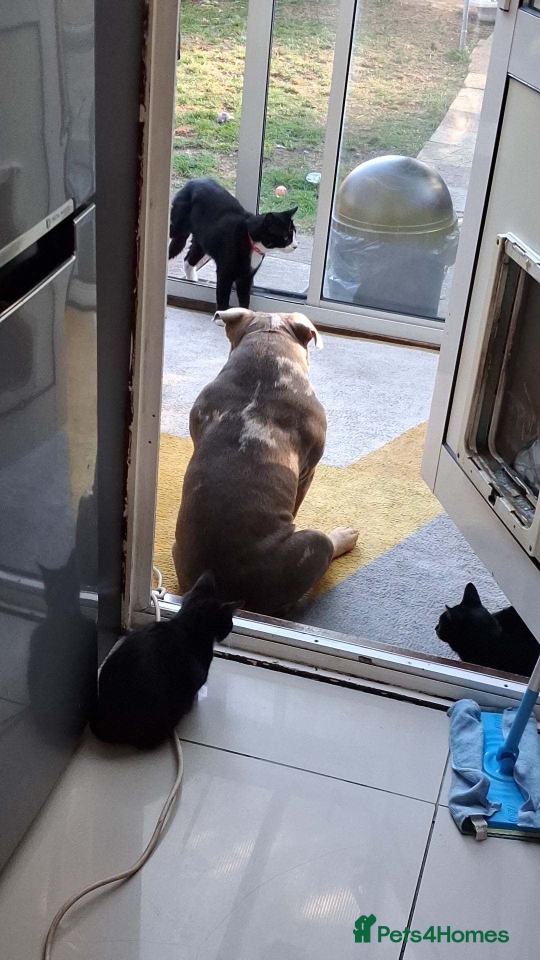 American Bully dogs for sale: American bully pocket boys  - Advert 4