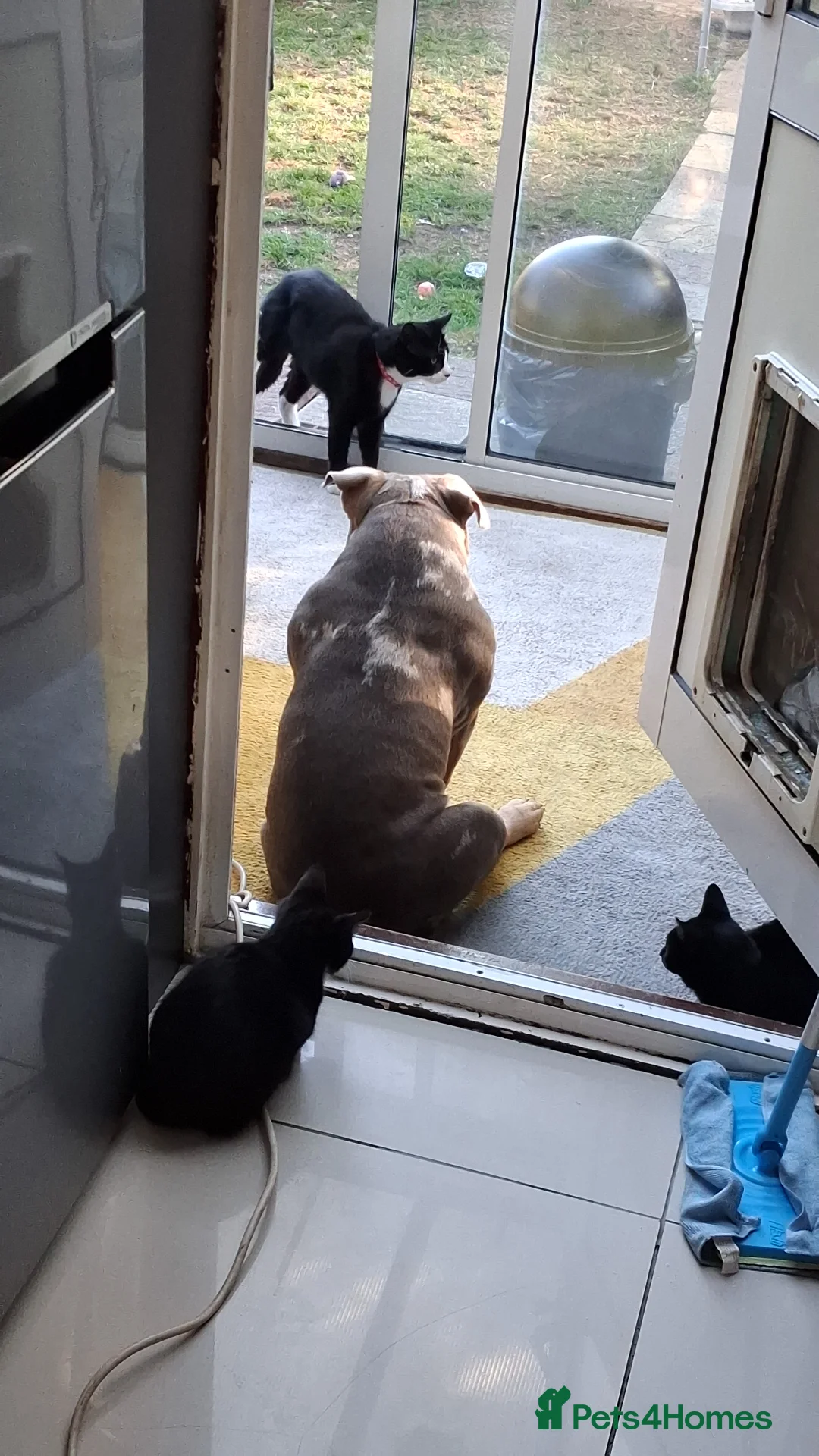 American Bully dogs for sale: American bully pocket boys  - Advert 4