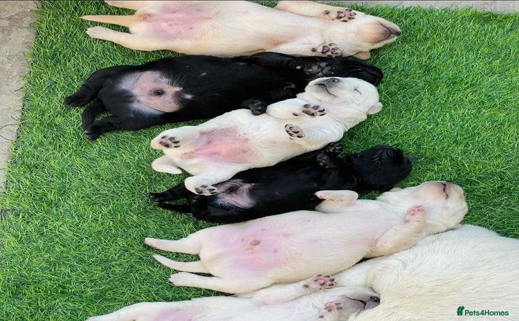 Labrador Retriever dogs - Advert 2