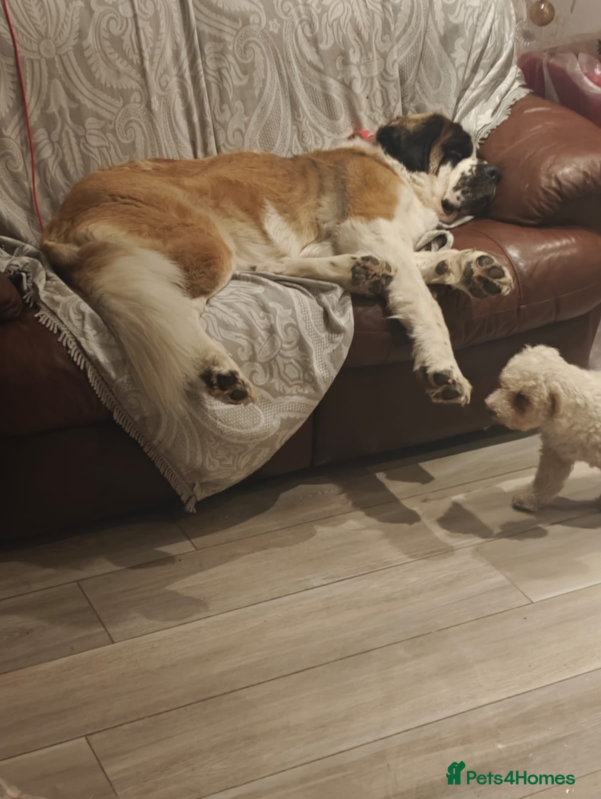 Saint Bernard dogs Saint for Rehoming  - Advert 14