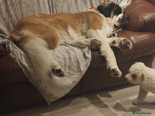 Saint Bernard dogs Saint for Rehoming - Advert 8