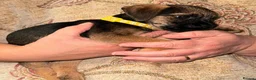 Border Terrier dogs for sale: 2 Boys.Border terrier puppies SLEMCLR parents  - Advert 19