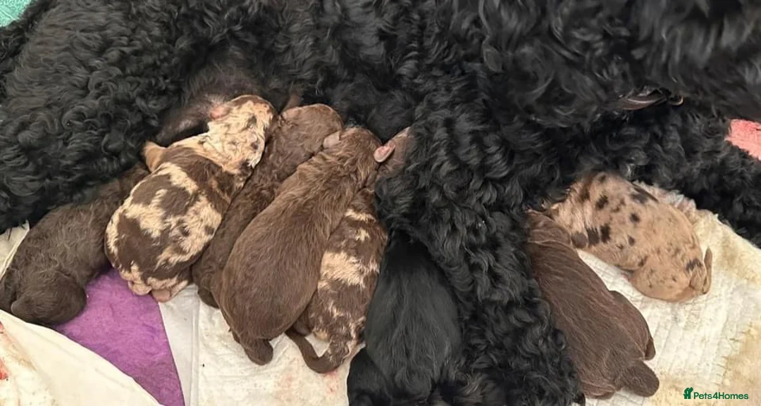 Standard Poodle dogs for stud: Freddie - Professional Stud Service in Eastleigh - Advert 11