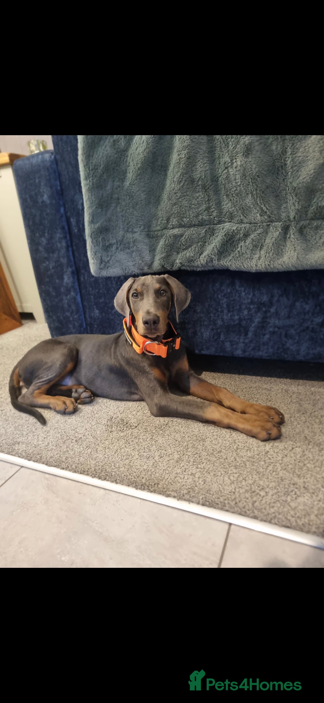 Dobermann dogs Blue female doberman  - Advert 4