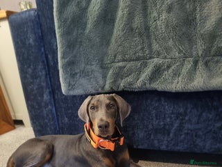 Dobermann dogs Blue female doberman - Advert 2