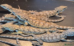 Bearded Dragon reptiles for sale: Baby Bearded dragons ready now  - Image 6