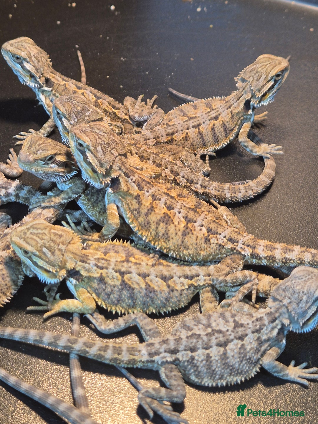 Bearded Dragon reptiles for sale: Baby Bearded dragons ready now  - Image 6