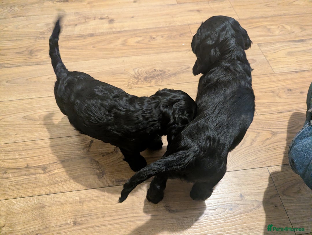 Cocker Spaniel dogs for sale: Working Cocker Spaniel puppies - Advert 17