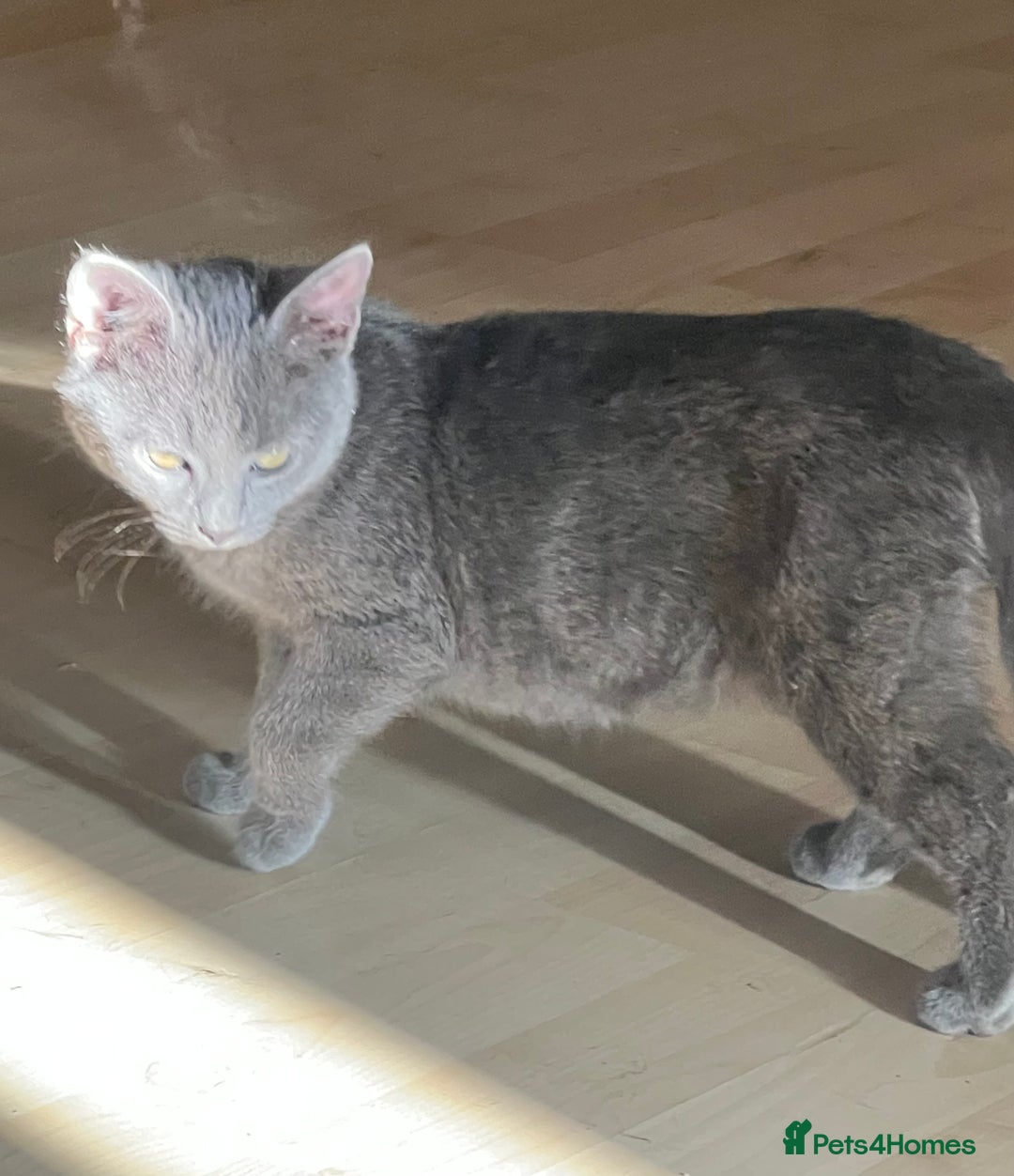 Mixed Breed cats for sale: Munchkin x British shorthair kittens - Advert 6