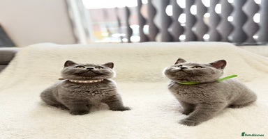 Scottish Fold cats - Advert 12
