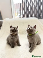 Scottish Fold cats - Advert 12