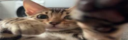 Bengal cats for sale: Female Bengal cat Fifi - Advert 12