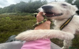 Mixed Breed dogs for adoption: Peter - Norwich Norfolk  - Image 3