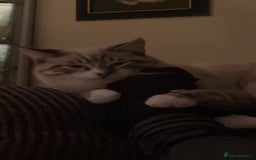 Ragdoll cats for sale: Milo & Smudge - Image 7