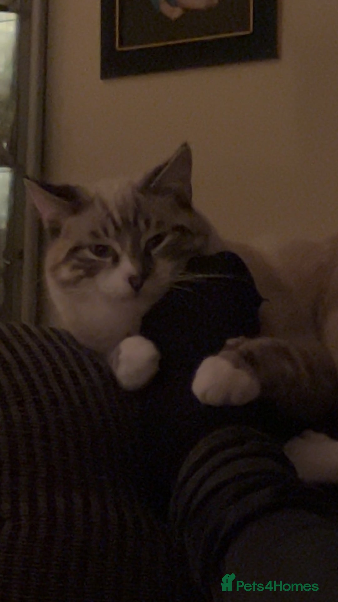 Ragdoll cats for sale: Milo & Smudge - Image 7