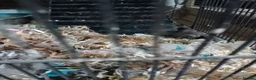 Degus rodents for sale: Pair of degu sisters - Advert 4