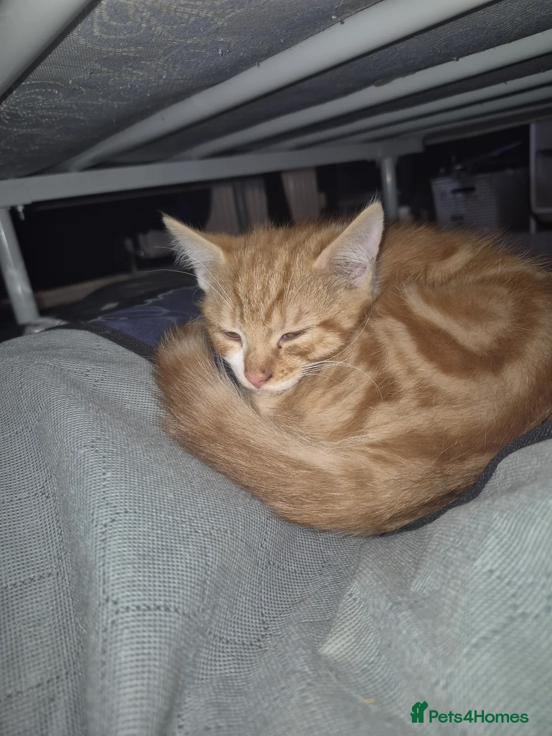 Mixed Breed cats for sale: 6 kittens  - Advert 10