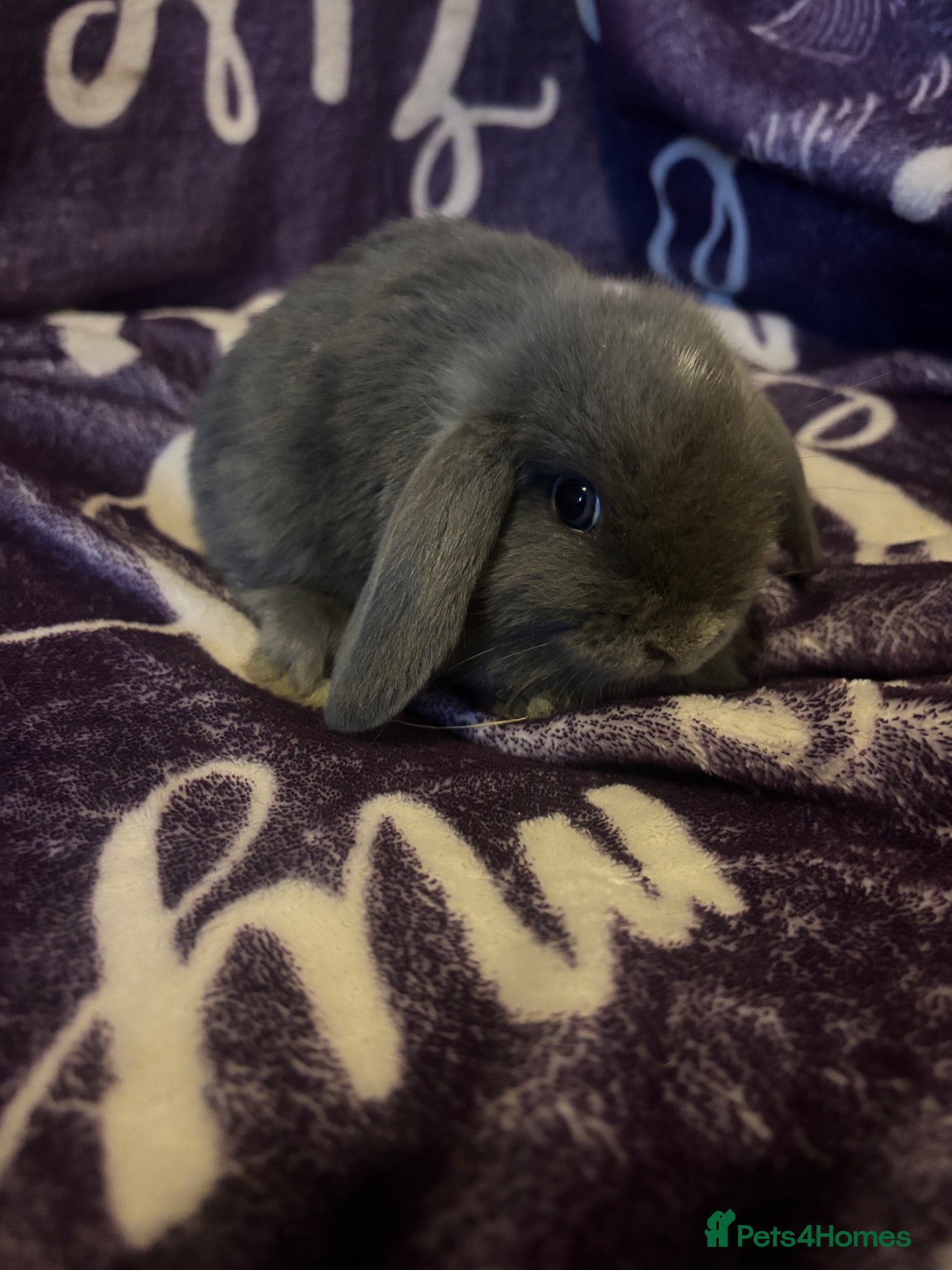 Mini Lop rabbits for sale:  stunning mini lops READY NOW  - Advert 1