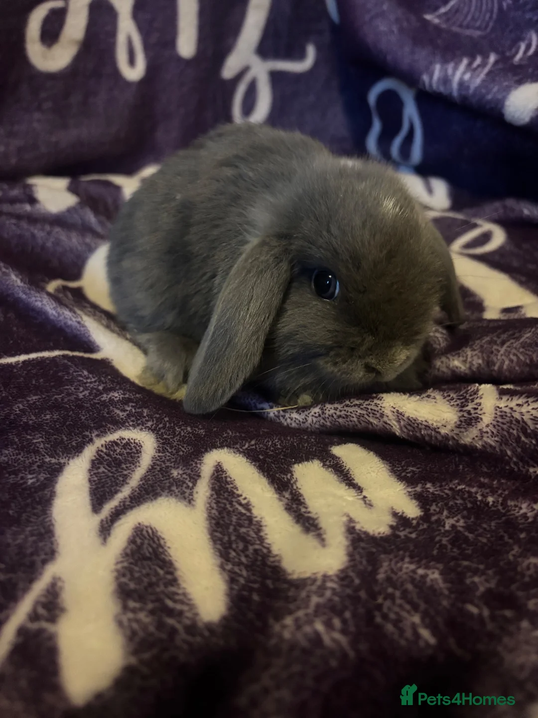 Mini Lop rabbits for sale:  stunning mini lops READY NOW  - Advert 1