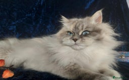 Siberian cats for sale: GCCF Registered Siberian kittens for sale  - Image 19
