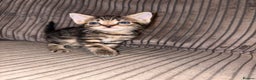 Domestic Shorthair cats for sale: 4 gorgeous Tabby kittens ready 26-1-26 - Advert 7