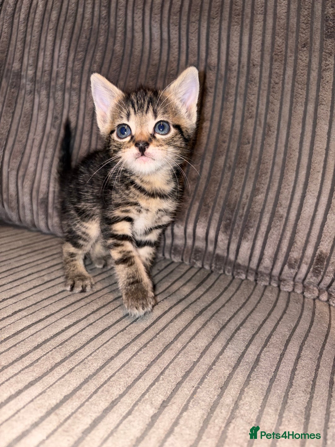 Domestic Shorthair cats for sale: 4 gorgeous Tabby kittens ready 26-1-26 - Advert 7