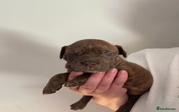 Mixed Breed dogs for sale: Olde English bulldog/ American bulldog - Image 5