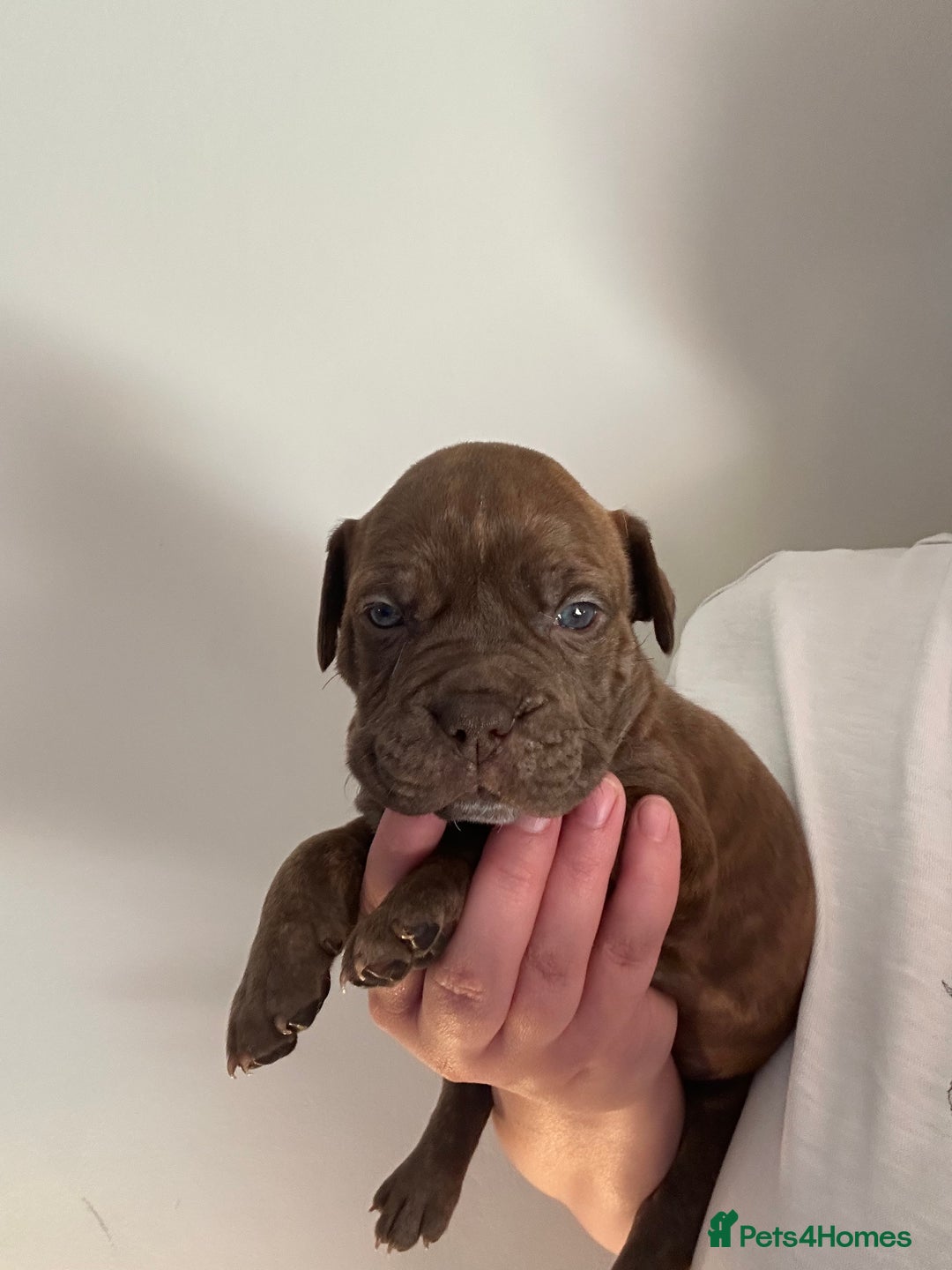 Mixed Breed dogs for sale: Olde English bulldog/ American bulldog - Image 5