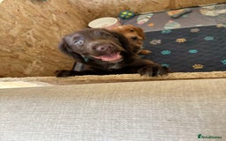 Cocker Spaniel dogs for sale: 🏆 KC Reg Working Cocker Spaniels – FTCH Line 🐾 - Image 3