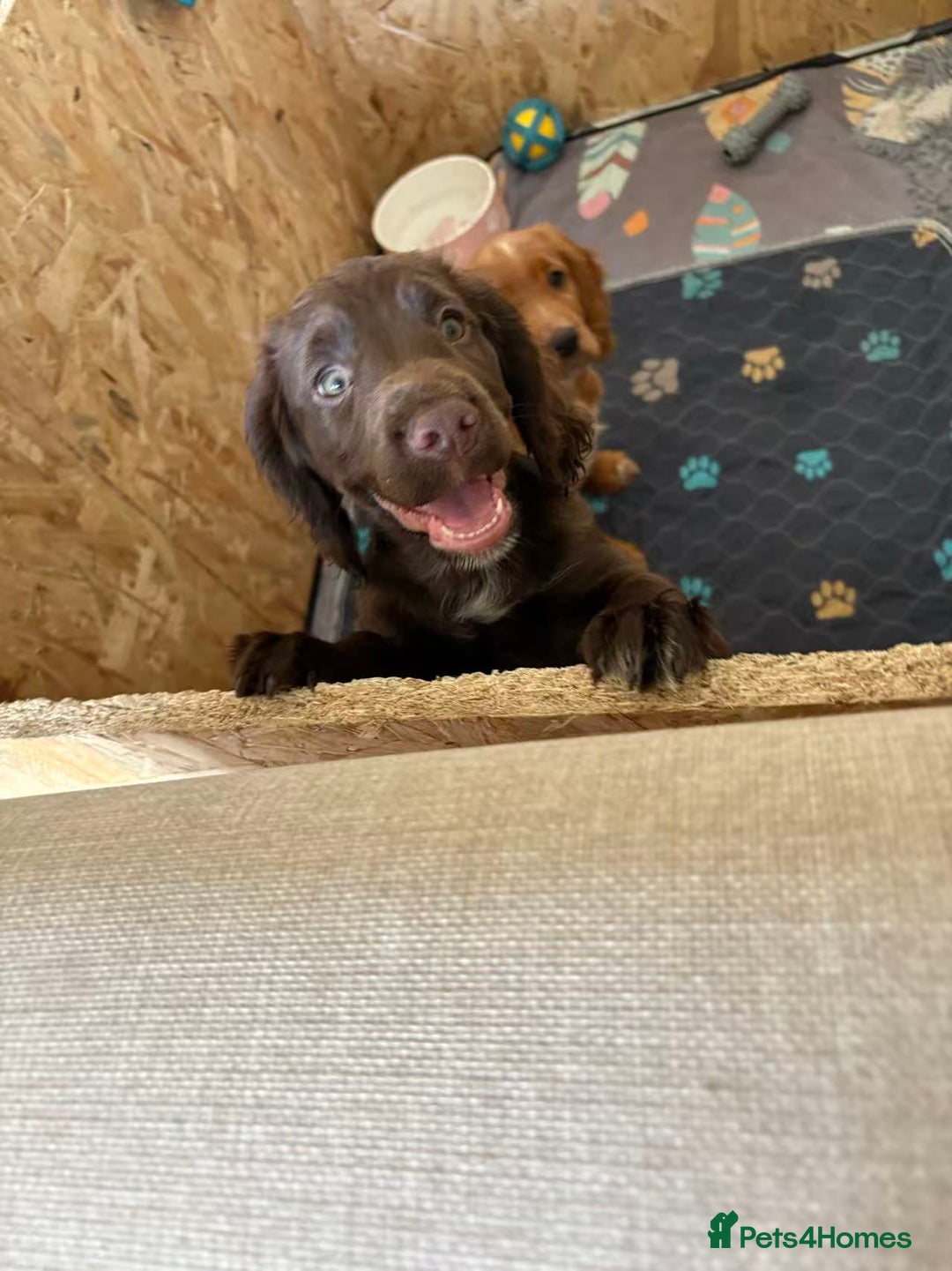 Cocker Spaniel dogs for sale: 🏆 KC Reg Working Cocker Spaniels – FTCH Line 🐾 - Image 3