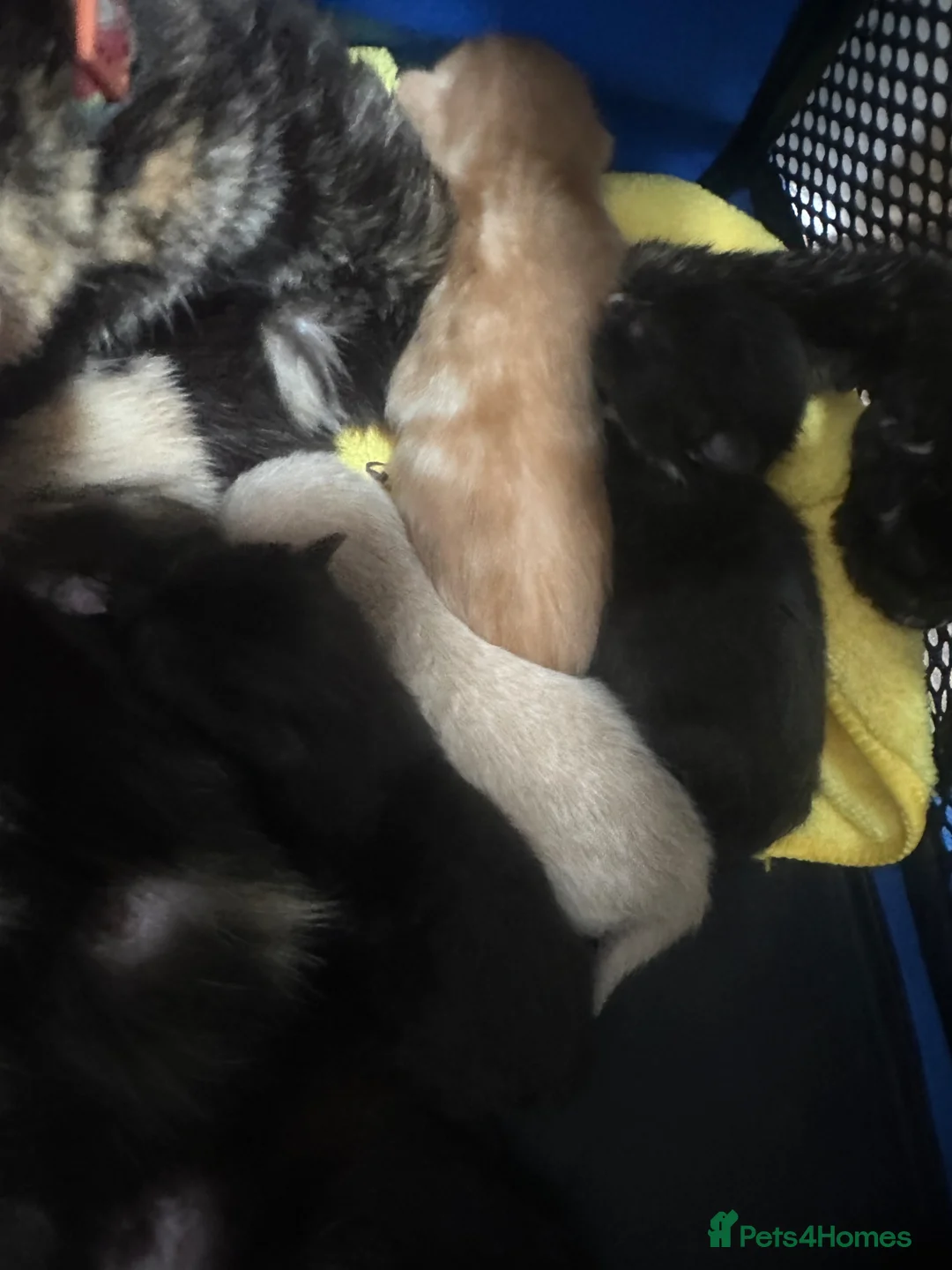 Mixed Breed cats for sale: Kittens  - Advert 1
