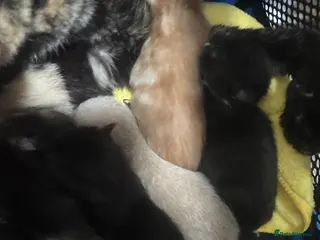 Mixed Breed cats Kittens - Advert 17