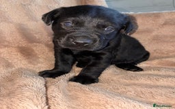 Labrador Retriever dogs for sale: Labrador Puppies For Sale  - Image 5