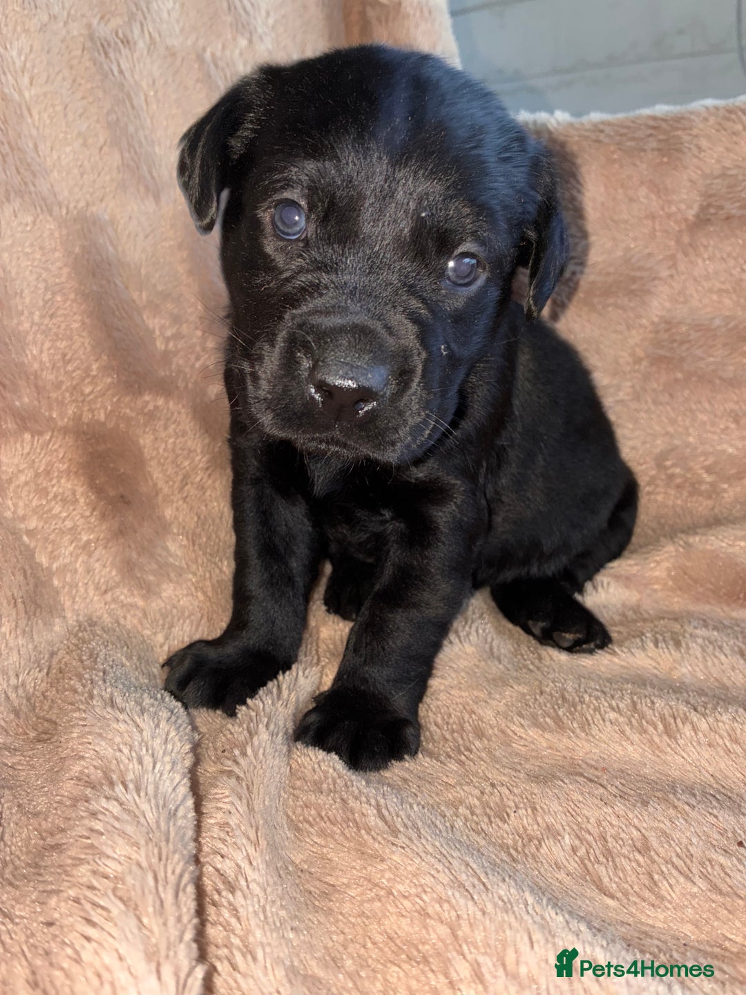 Labrador Retriever dogs for sale: Labrador Puppies For Sale  - Image 5
