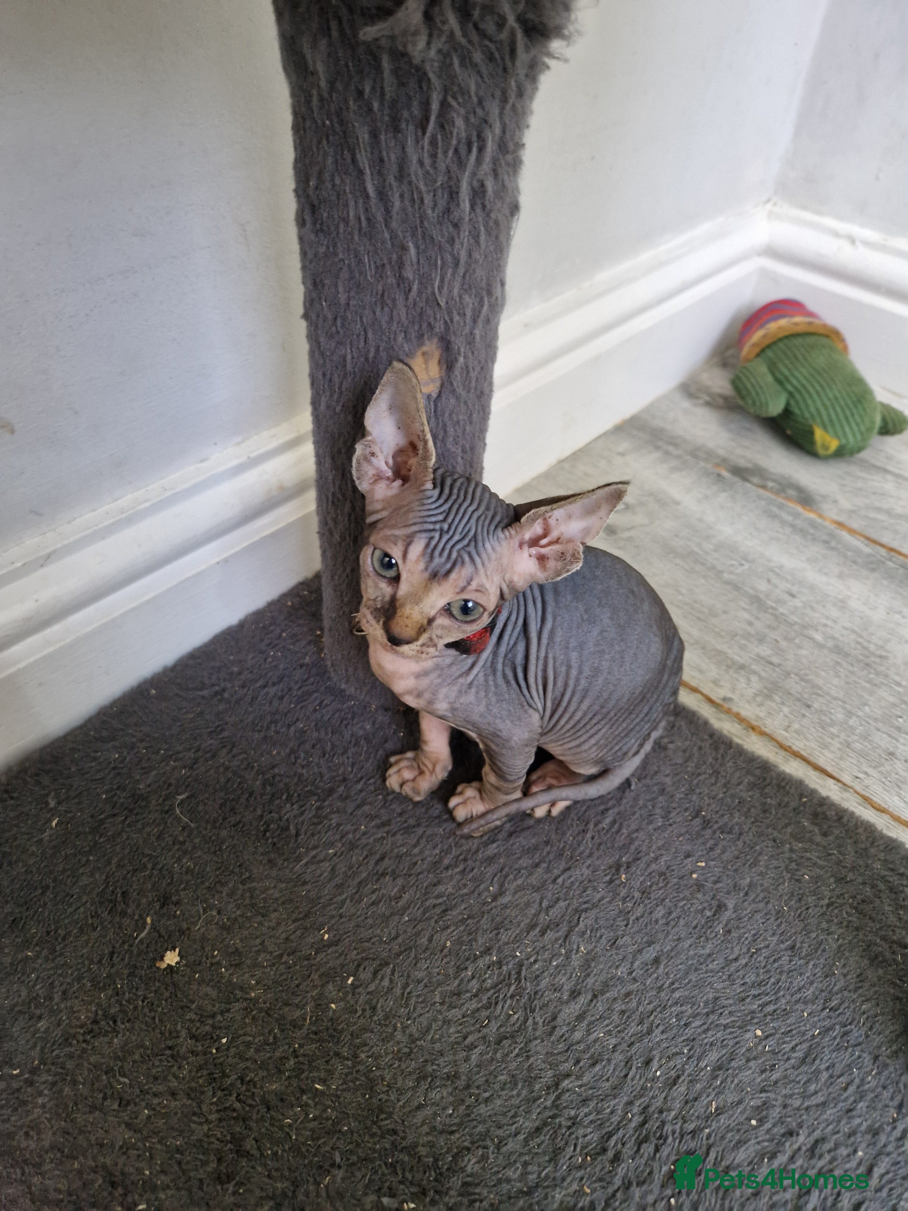 Sphynx cats Ready now tica blue - tabby canadian sphynx girl - Advert 1