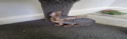 Sphynx cats for sale: Ready now tica blue - tabby canadian sphynx girl - Advert 1