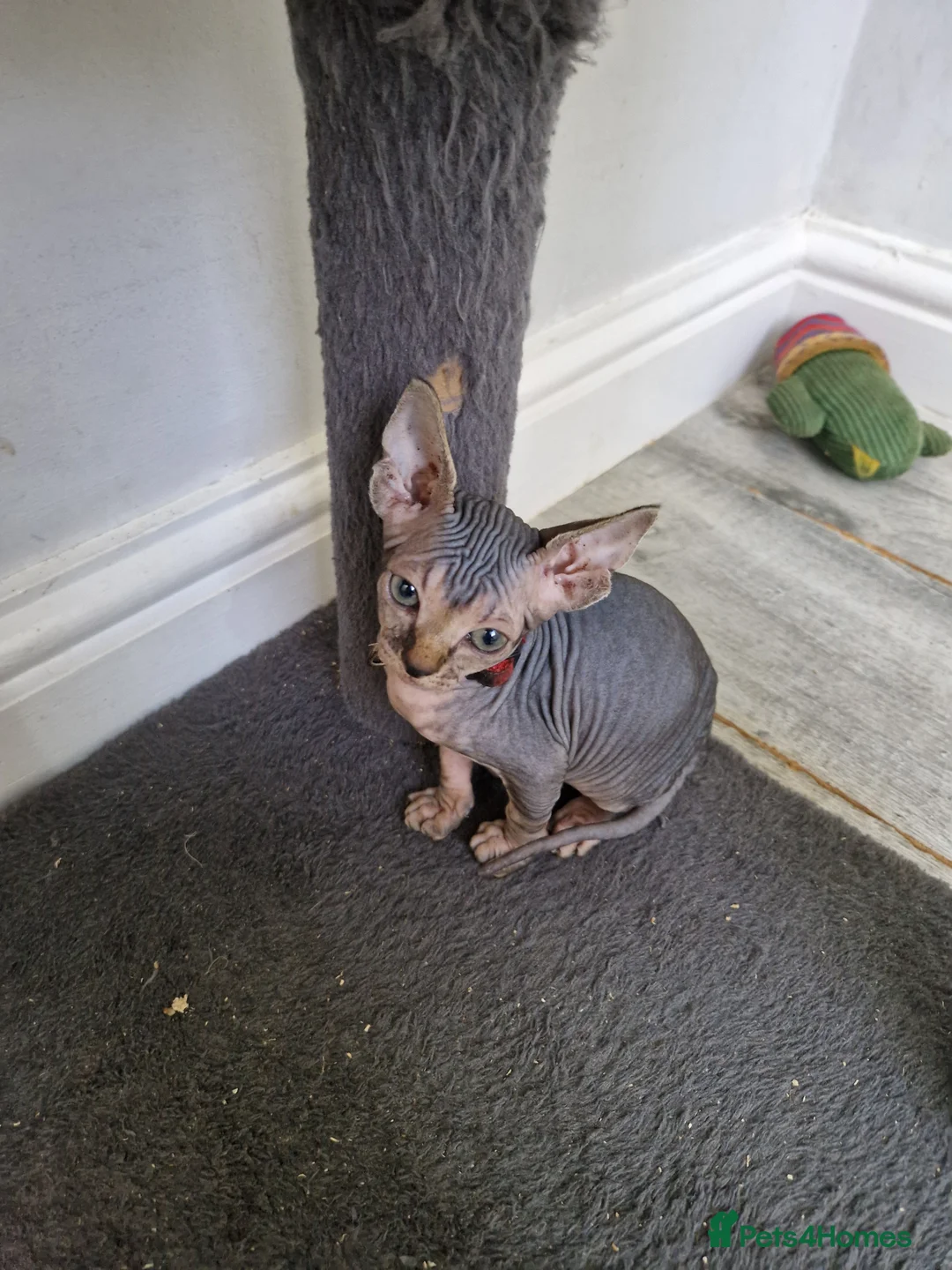 Sphynx cats for sale: Ready now tica blue - tabby canadian sphynx girl - Advert 1