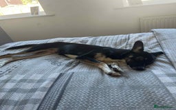 Mixed Breed dogs for adoption: Pepper  - Image 2