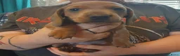 Miniature Dachshund dogs for sale: Beautiful Dachshund Puppies - Advert 4