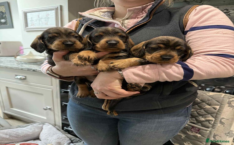 Dachshund dogs - Advert 3