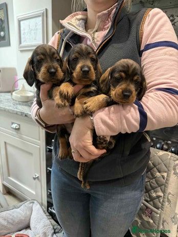 Dachshund dogs - Advert 1