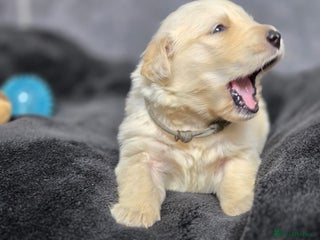 Golden Retriever dogs Gorgeous kc reg golden retrievers - Advert 12