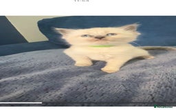 Ragdoll cats for sale: 3 stunning ragdoll x kittens - Image 3