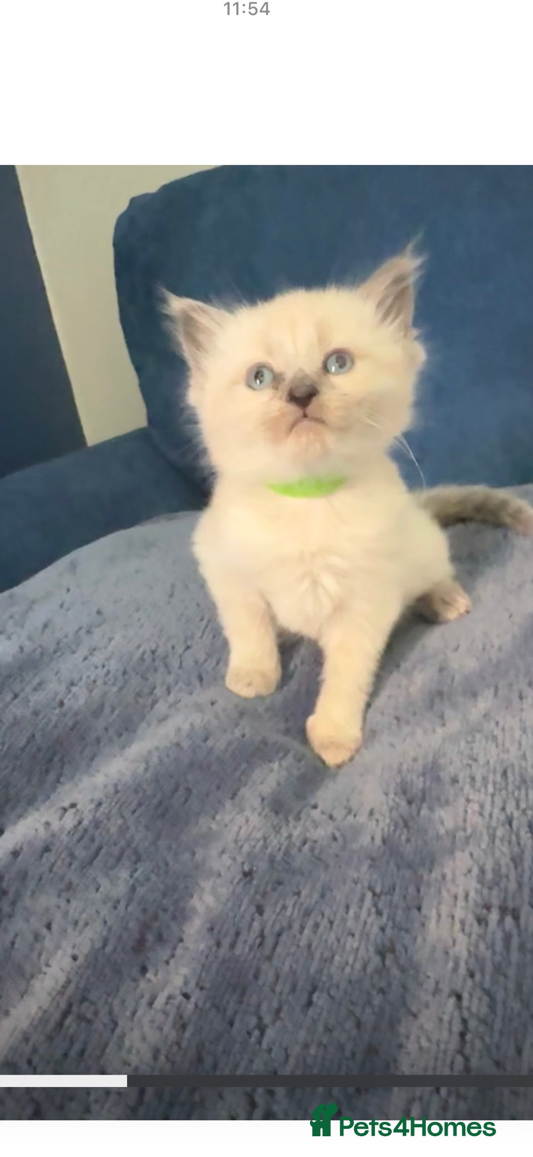Ragdoll cats for sale: 3 stunning ragdoll x kittens - Image 3