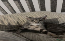British Shorthair cats for sale: Grey and White Kitten - Image 12