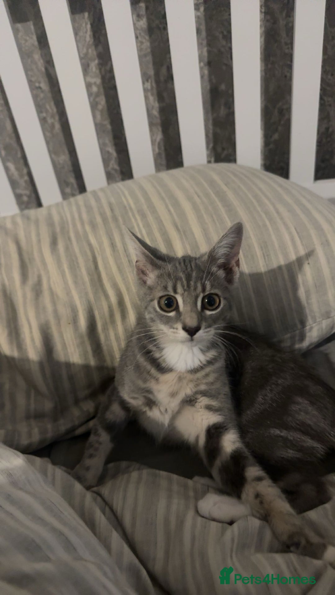 British Shorthair cats for sale: Grey and White Kitten - Image 12