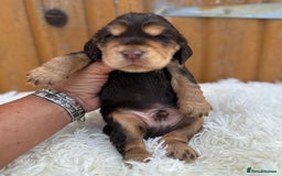 Cocker Spaniel dogs for sale: Show Cocker Spaniel pups KC reg - Image 12