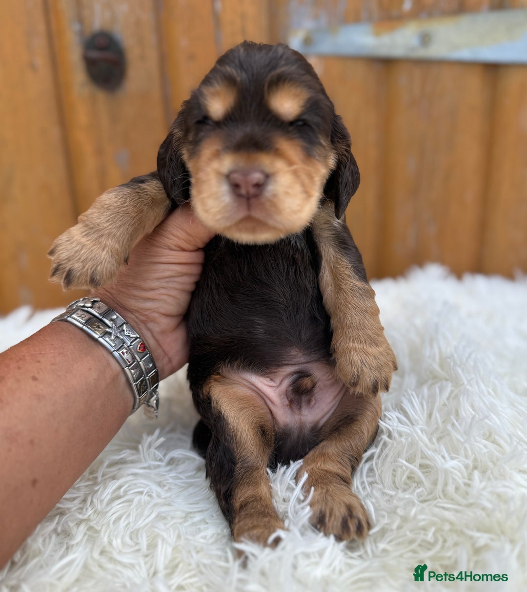 Cocker Spaniel dogs for sale: Show Cocker Spaniel pups KC reg - Image 12